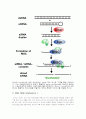 [생화학] 『mi RNA, si RNA, RNAi』에 대하여 5페이지
