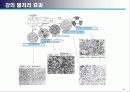 금속 조직학 41페이지