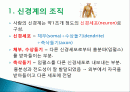 신경계의 조직과 구성 2페이지