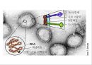 공기매개 병원균, 호흡기 질병 원인균 70페이지