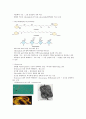 세균 (박테리아) - 광합성 세균류,질소고정 박테리아,무기영양세균(Lithotrophs),메탄 산화 박테리아,Methanogens 등 5페이지