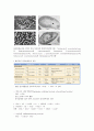 세균 (박테리아) - 광합성 세균류,질소고정 박테리아,무기영양세균(Lithotrophs),메탄 산화 박테리아,Methanogens 등 8페이지
