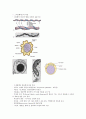 세균 (박테리아) - 광합성 세균류,질소고정 박테리아,무기영양세균(Lithotrophs),메탄 산화 박테리아,Methanogens 등 16페이지