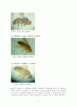 생물] 돌연변이 초파리 관찰 보고서 4페이지
