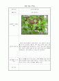 상추재배 관찰기록 8페이지