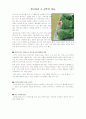 상추재배 관찰기록 14페이지