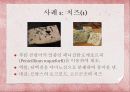 일상생활에서 이용되는 곰팡이 사례 4페이지