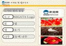 일본지역연구 니가타현 4페이지
