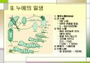 누에 요점정리 11페이지