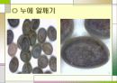 누에 요점정리 26페이지