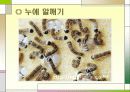 누에 요점정리 30페이지