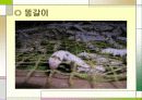 누에 요점정리 35페이지