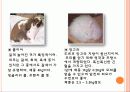 식용토끼 요점정리 7페이지