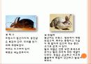 식용토끼 요점정리 8페이지