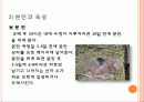식용토끼 요점정리 13페이지