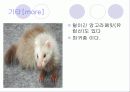 페릿 요점정리 34페이지