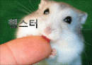 햄스터 요점정리 1페이지