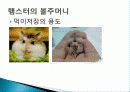 햄스터 요점정리 10페이지