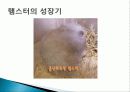 햄스터 요점정리 11페이지