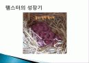 햄스터 요점정리 12페이지