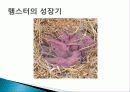 햄스터 요점정리 14페이지