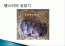 햄스터 요점정리 15페이지