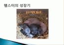 햄스터 요점정리 16페이지