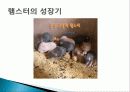 햄스터 요점정리 17페이지