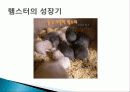 햄스터 요점정리 18페이지
