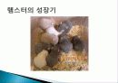 햄스터 요점정리 19페이지