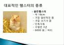 햄스터 요점정리 21페이지