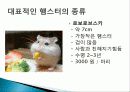 햄스터 요점정리 22페이지