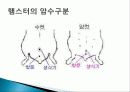 햄스터 요점정리 23페이지