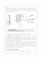 허리통증(요통)에 관한 연구보고 7페이지