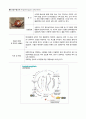 각종 기생충의 생활사와 감염경로 4페이지