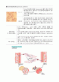 각종 기생충의 생활사와 감염경로 32페이지
