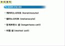 두피의 구조 4페이지