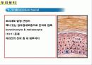 두피의 구조 6페이지