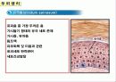 두피의 구조 7페이지