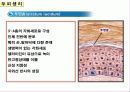 두피의 구조 9페이지