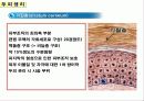 두피의 구조 10페이지