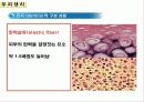 두피의 구조 16페이지