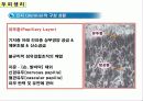 두피의 구조 18페이지