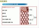 두피의 구조 19페이지
