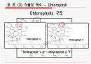 생화학) 식품의 색 9페이지