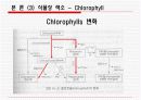 생화학) 식품의 색 10페이지