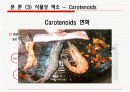 생화학) 식품의 색 14페이지