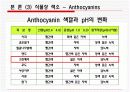 생화학) 식품의 색 20페이지
