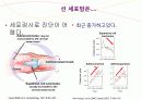 자궁경부암 교육자료 44페이지