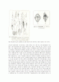 동물분류학-Observation of Protozoa(원생동물) 4페이지